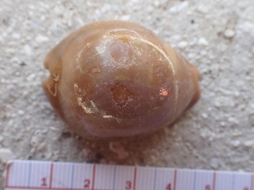 Cypraea sulcidentata observed 2025-03-15