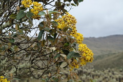 Gynoxys cuicochensis