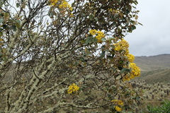 Gynoxys cuicochensis