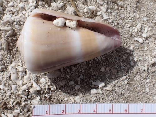 Conus observed 2025-03-15