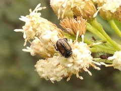 Chnaunanthus discolor