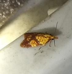 Sparganothis lycopodiana