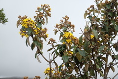 Gynoxys cuicochensis