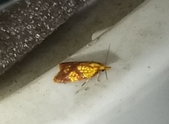 Sparganothis lycopodiana