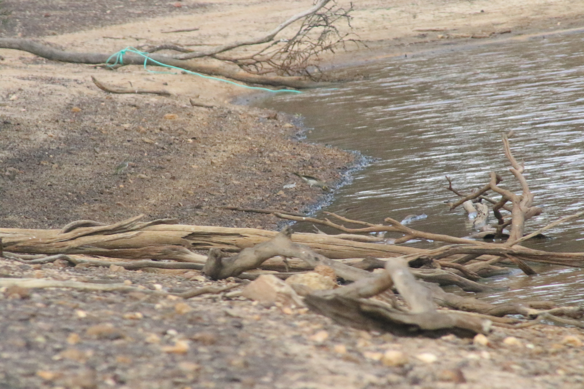 Yellow-plumed Honeyeater (Ptilotula ornata), photo 9