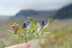 Monnina crassifolia