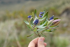 Monnina crassifolia