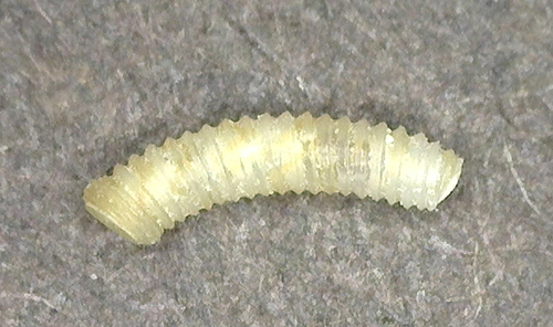 Caecum sepimentum observed 2025-03-05