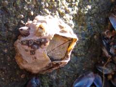 Austrominius modestus