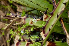 Stellaria recurvata