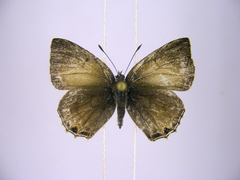 Anthene ukerewensis ukerewensis