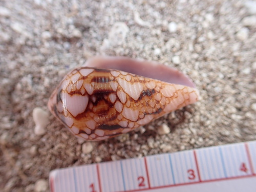 Conus retifer, 2025-03-15
