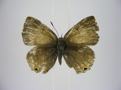 Anthene ukerewensis ukerewensis