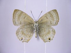 Anthene ukerewensis ukerewensis