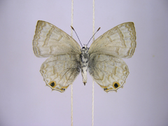 Anthene ukerewensis ukerewensis