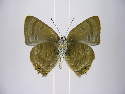 Anthene ukerewensis