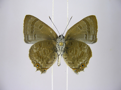 Anthene ukerewensis ukerewensis