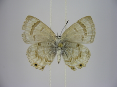 Anthene ukerewensis ukerewensis