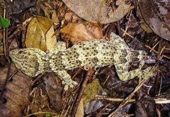 Gekko reevesii