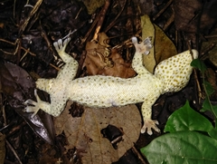 Gekko reevesii