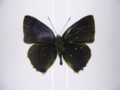 Anthene ukerewensis ukerewensis