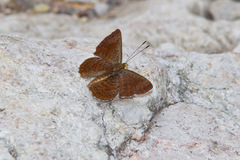 Calephelis arizonensis