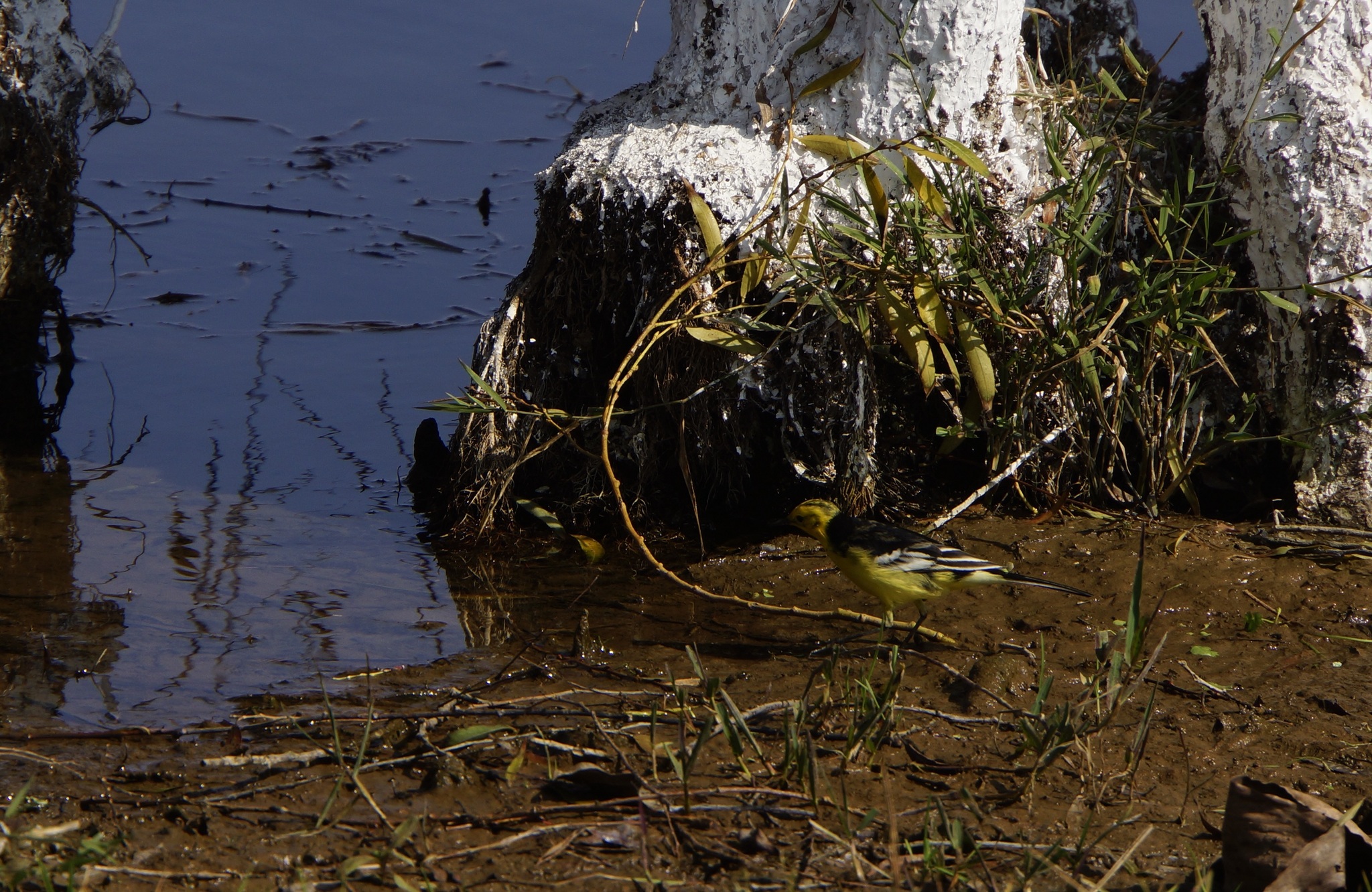 Citrine Wagtail
