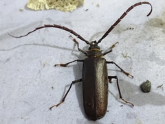 Derobrachus procerus