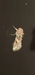 Spodoptera praefica