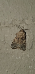 Spodoptera praefica