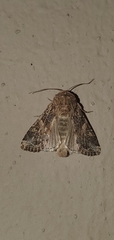 Spodoptera praefica