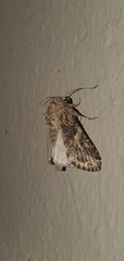 Spodoptera praefica