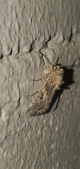 Spodoptera praefica