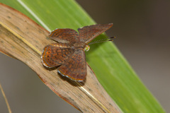 Calephelis arizonensis