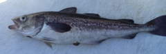 Gadus chalcogrammus