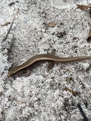 Vietnam Agile Skink photo 2