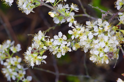 Oklahoma Plum (Prunus gracilis)