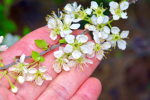 Prunus gracilis, photograph 4
