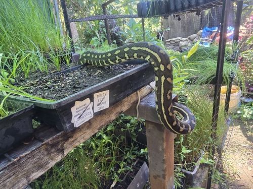 Coastal Carpet Python sighting