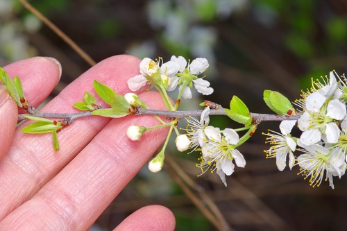 Prunus gracilis, photograph 5