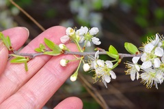 Prunus gracilis, photograph (c) Michelle W. （鍾偉瑋）, some rights reserved (CC BY)