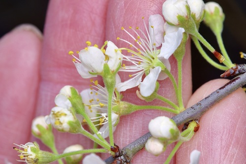 Prunus gracilis, photograph 6