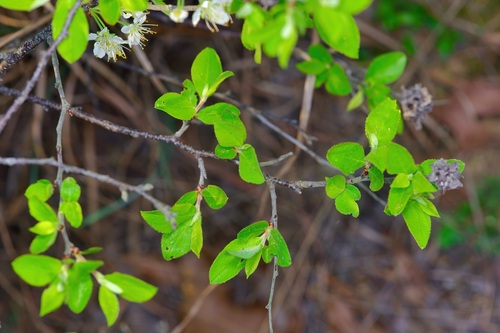 Image of Prunus gracilis by (c) Michelle W. （鍾偉瑋）, some rights reserved (CC BY)