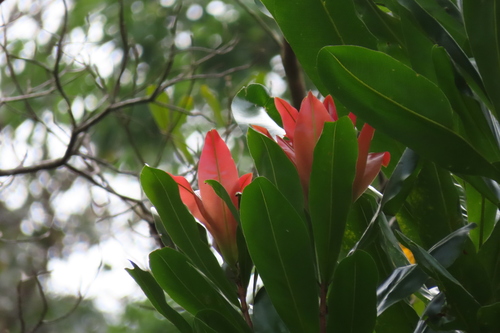 Lophira alata