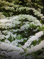 Spiraea cinerea