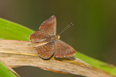 Calephelis arizonensis