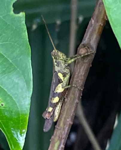 Rufous-legged Grasshopper