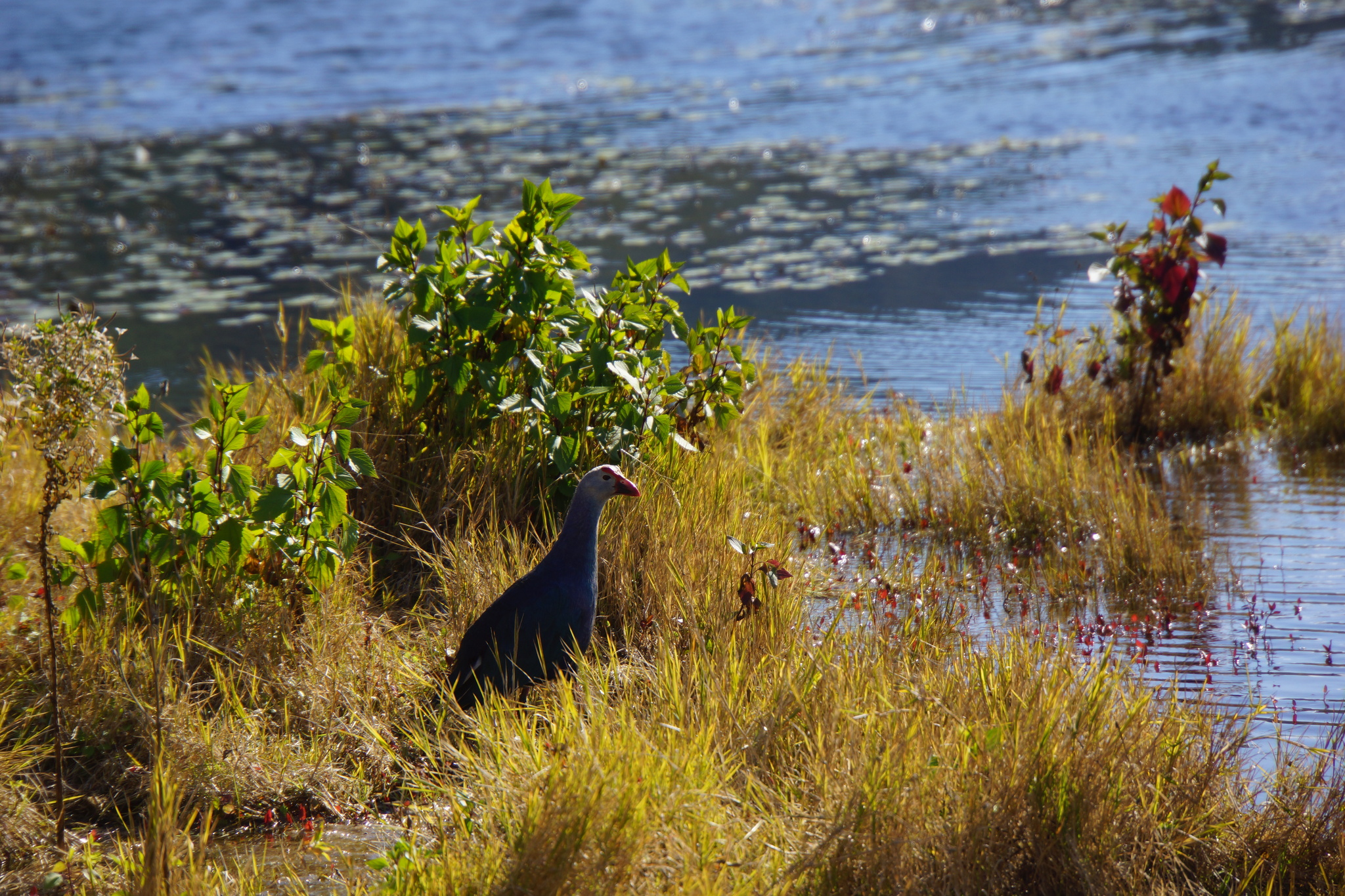 Purple Swamphen