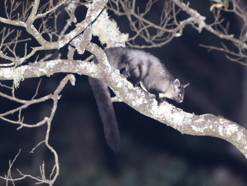 Yellow-bellied Glider