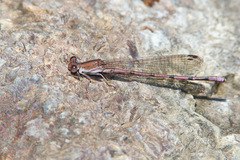 Argia pallens